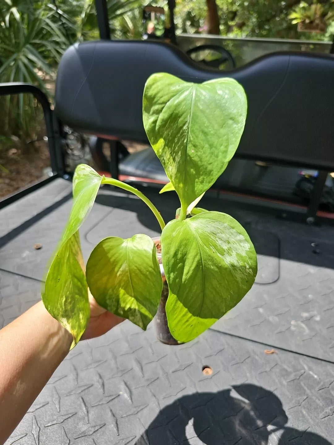 Marble Queen Pothos Plant 3" Pot Live Devil's Ivy Vine Epipremnum aureum Well-Rooted Indoor Houseplant for Beginners