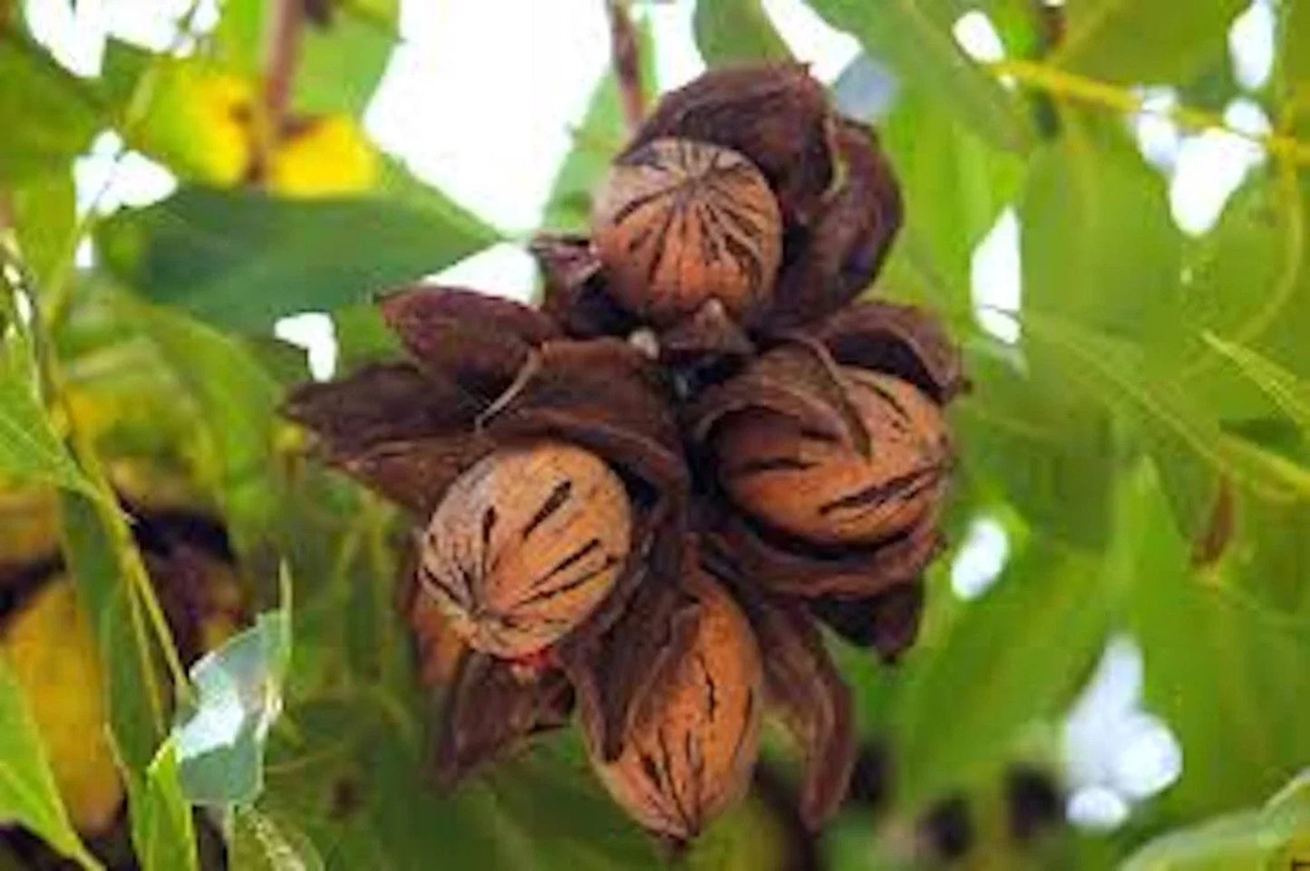 Pecan Tree Bare Root 12-24" Tall Carya illinoinensis Nut Tree for Home Garden, Fast-Growing Nut Production