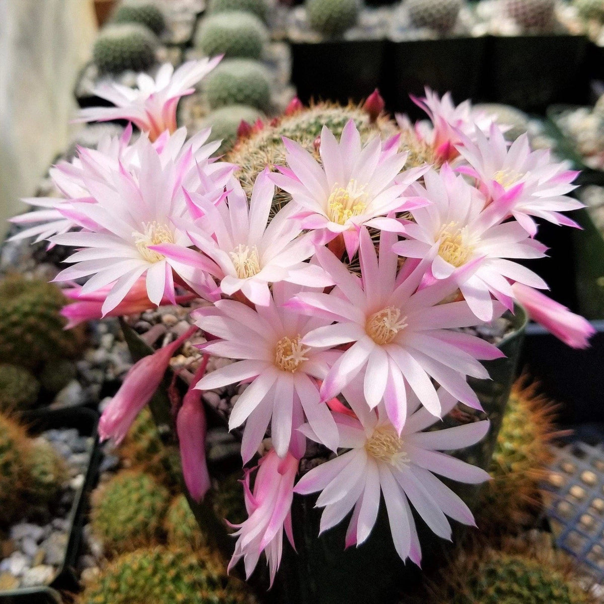 Rebutia Cactus Plant | Small Live Succulent | Vibrant Blooms | Rebutia narvaecensis | Ideal for Indoor Gardening