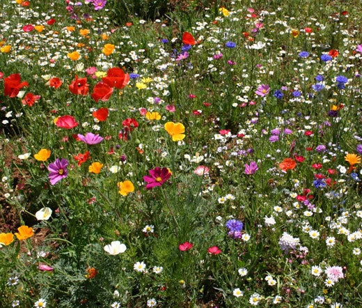 Wildflower Mix Seeds 1 Oz Cascade Kaleidoscope Colorful Blend for Gardens Pollinators Various Species