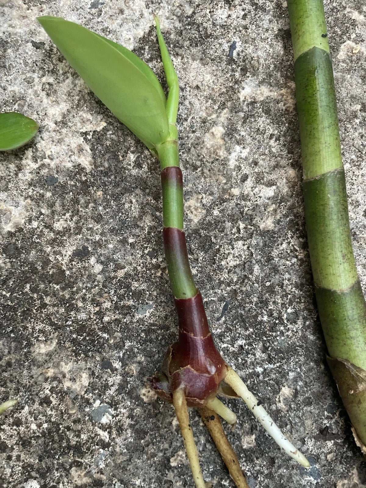 Yellow Spiral Ginger Rooted Cutting - Dimerocostus strobilaceus - Tropical Plant - Hawaiian Grown - Vibrant Yellow Flowers