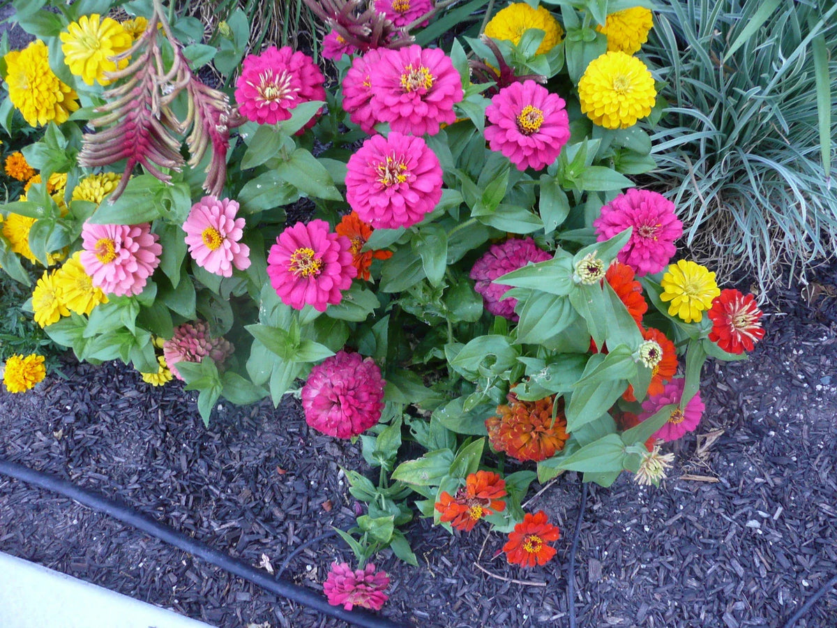 Dwarf Zinnia Seeds - 45 Count - Button Box Variety - Zinnia elegans - Non-GMO Flower Seeds for Garden and Containers