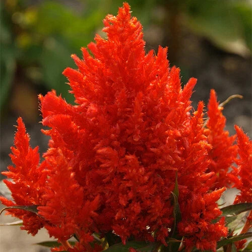 Celosia Seeds - Scarlet Plume - Non-GMO Flower Seeds for Garden - Celosia argentea - Bright Red Blooms