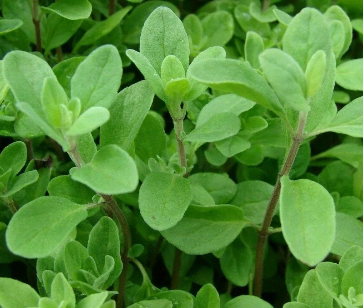 Sweet Marjoram Seeds 2000+ Non-GMO Herb Garden Annual Origanum majorana Aromatic Culinary Herb Seeds