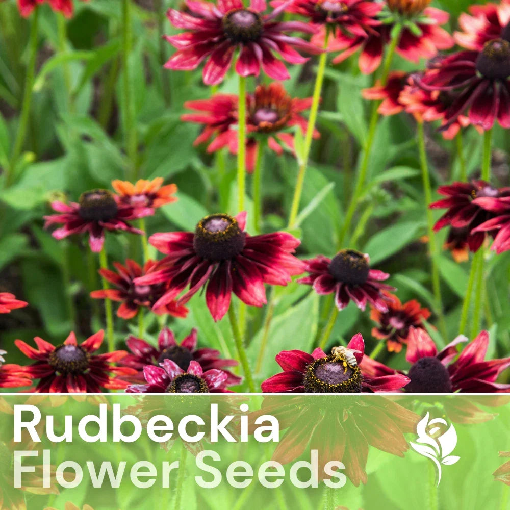 Blackberry Delight Rudbeckia Seeds - 125+ Non-GMO Annual Flower Seeds - Black-Eyed Susan (Rudbeckia hirta)