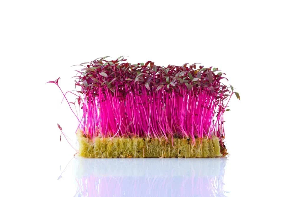 Red Amaranth Microgreen Seeds - 500 Non-GMO Organic Seeds - Amaranthus tricolor - Easy to Grow, Vibrant Colorful Sprouts