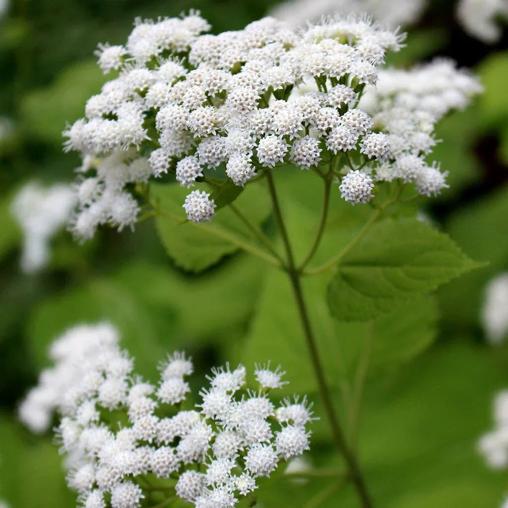 White Snakeroot Seeds - 100 Pack - Eupatorium rugosum - Native Wildflower for Garden or Pollinator Planting