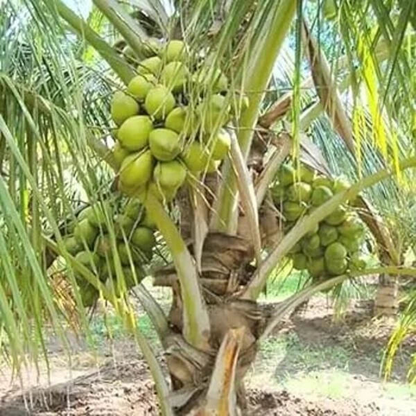 Sprouted Dwarf Green Malayan Coconut Plant 6-8" - Cocos nucifera - Rare Fresh Tropical Houseplant from Costa Rica