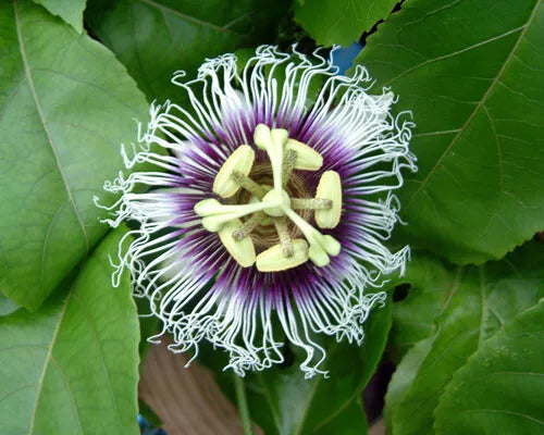 Live Starter Plant Possum Purple Passion Fruit Self-Fertile Passiflora edulis in Container - Vibrant Tropical Vine for Garden