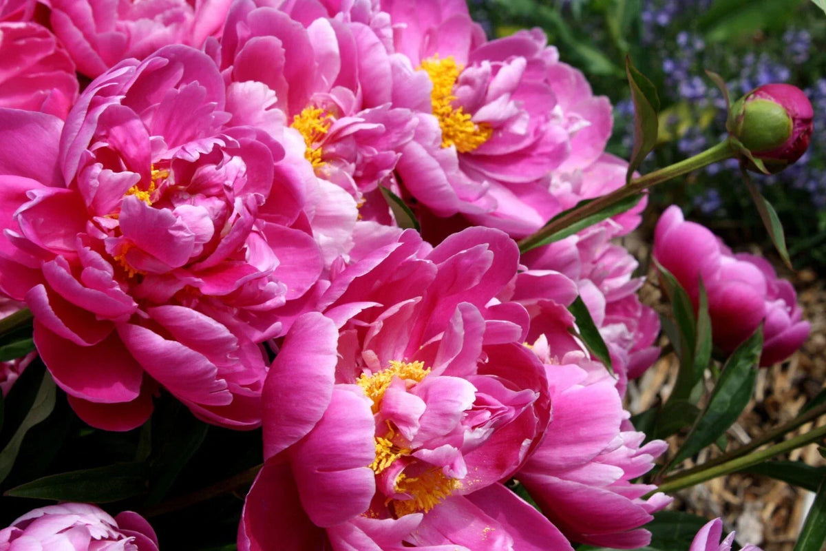 Pink Peony Rooted Plant - Rare Vibrant Flowers - Paeonia lactiflora - Strong 3+ Years - Ideal for Gardens & Cut Flowers