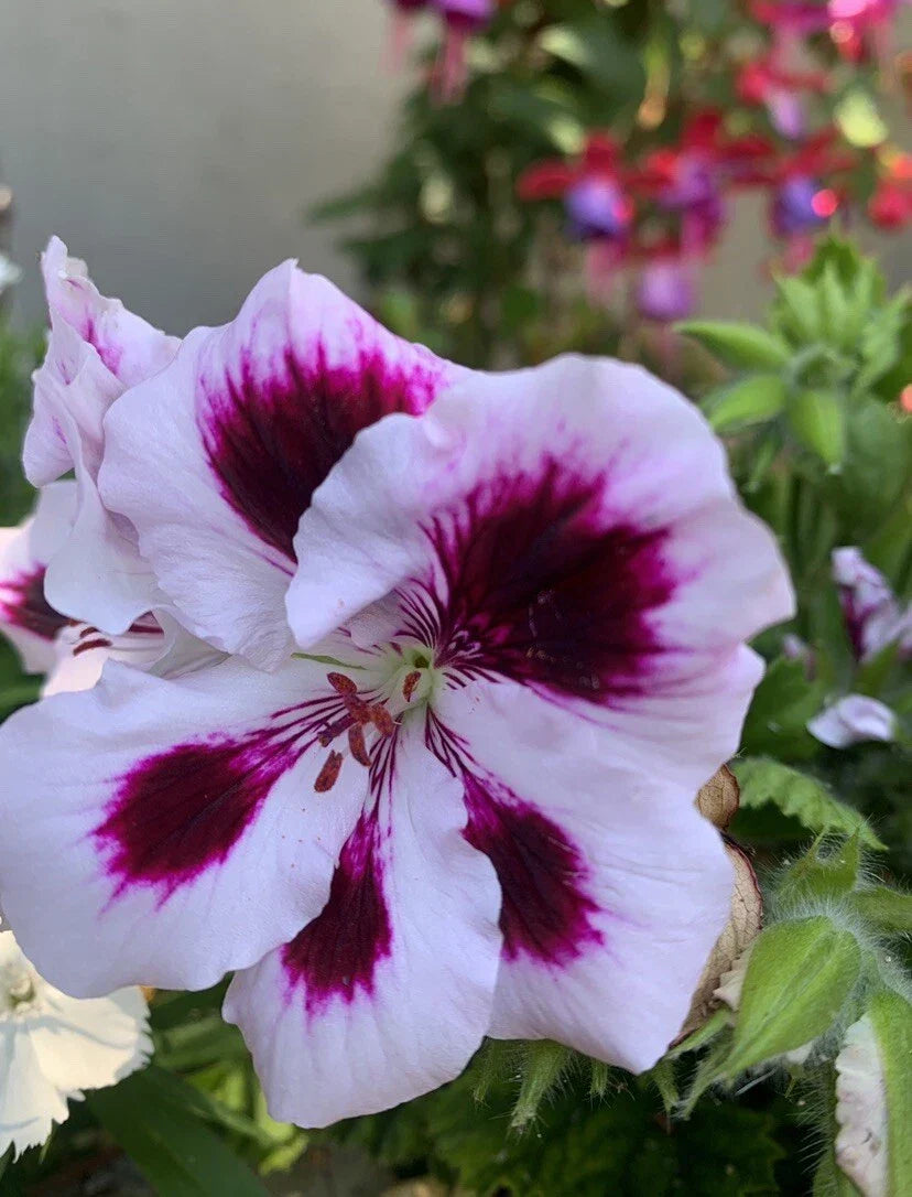 Rare Purple Geranium Cuttings, 2 Perennial Cuttings, Bright Purple, Geranium 'Rozanne' - Ideal for Borders & Containers