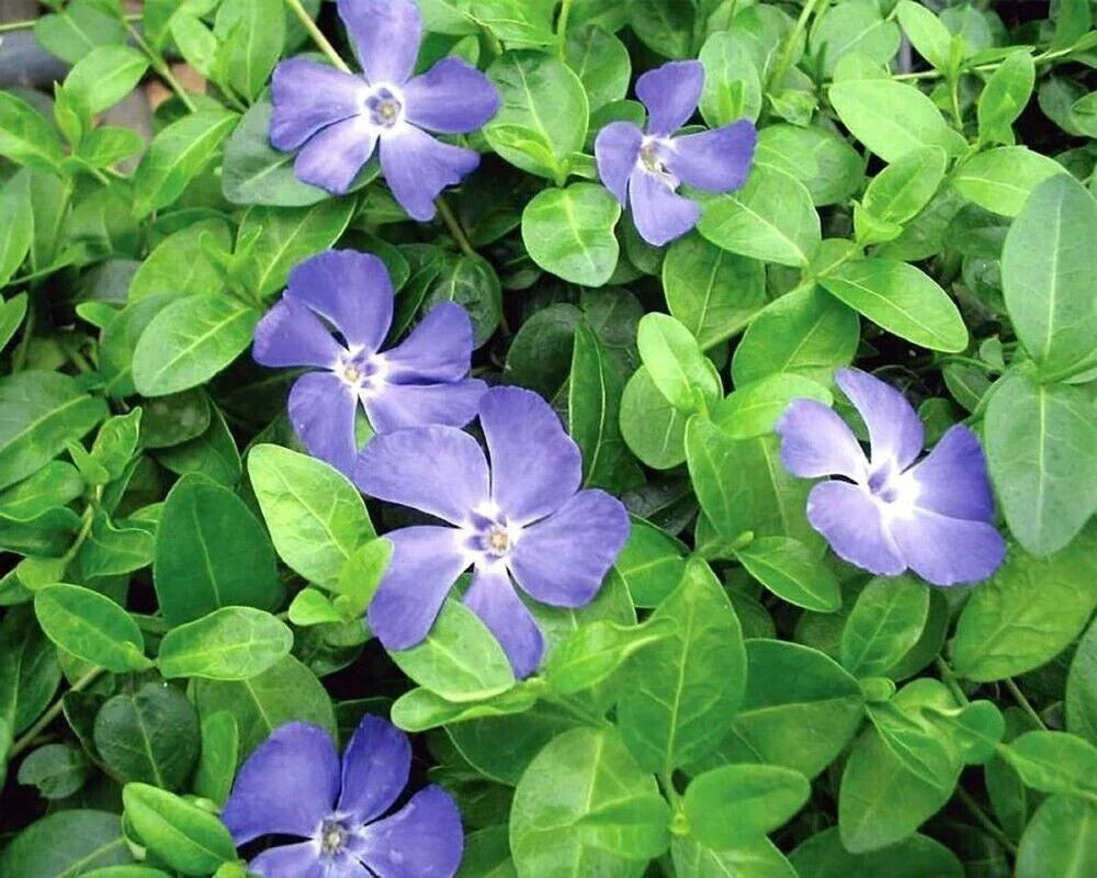 Creeping Myrtle Vinca Vines 35 Pack - Flowering Blue Ground Cover Plants - Vinca minor - Shade Tolerant Perennials