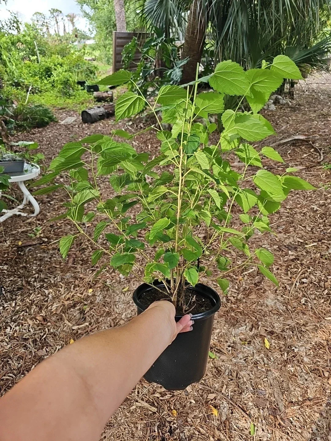 Dwarf Black Mulberry Live Plant 30" Everbearing Organic Morus Nigra Well Rooted - Compact Fruit Tree for Small Gardens