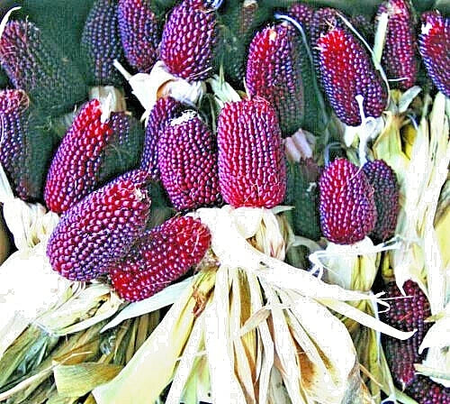 Strawberry Popcorn Seeds - 80 Count - Red Ornamental Corn - Zea mays everta - Non-GMO, Easy to Grow for Garden or Containers