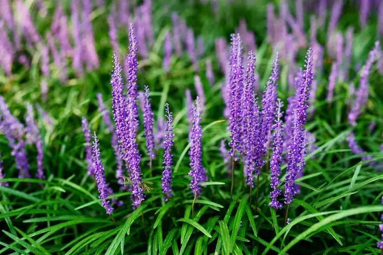 Liriope Monkey Grass Plants - 25 Bare Root Lilyturf Spicata - Creeping Ground Cover for Full Sun - Drought-Resistant Perennial