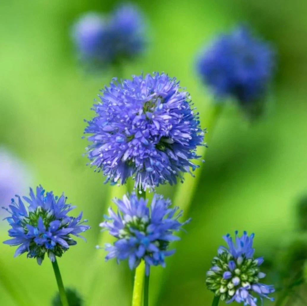 Globe Gilia Seeds 500 Pack - Blue Flower Seeds - Gilia capitata - Drought-Tolerant Annual for Pollinator Gardens