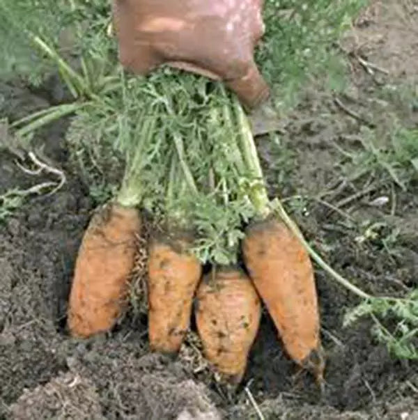 Carrot Seeds - 50+ Heirloom Danvers Half Long, Non-GMO, Daucus carota, Sweet Flavor, Perfect for Gardens and Containers