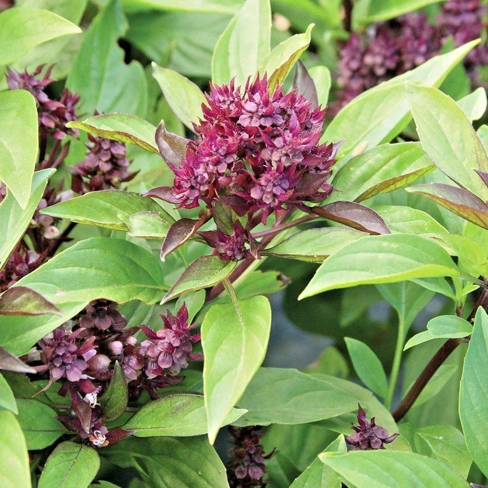 Siam Queen Basil Seeds - Organic Culinary Herb - Ocimum basilicum - 301+ Seeds for Summer Garden & Container