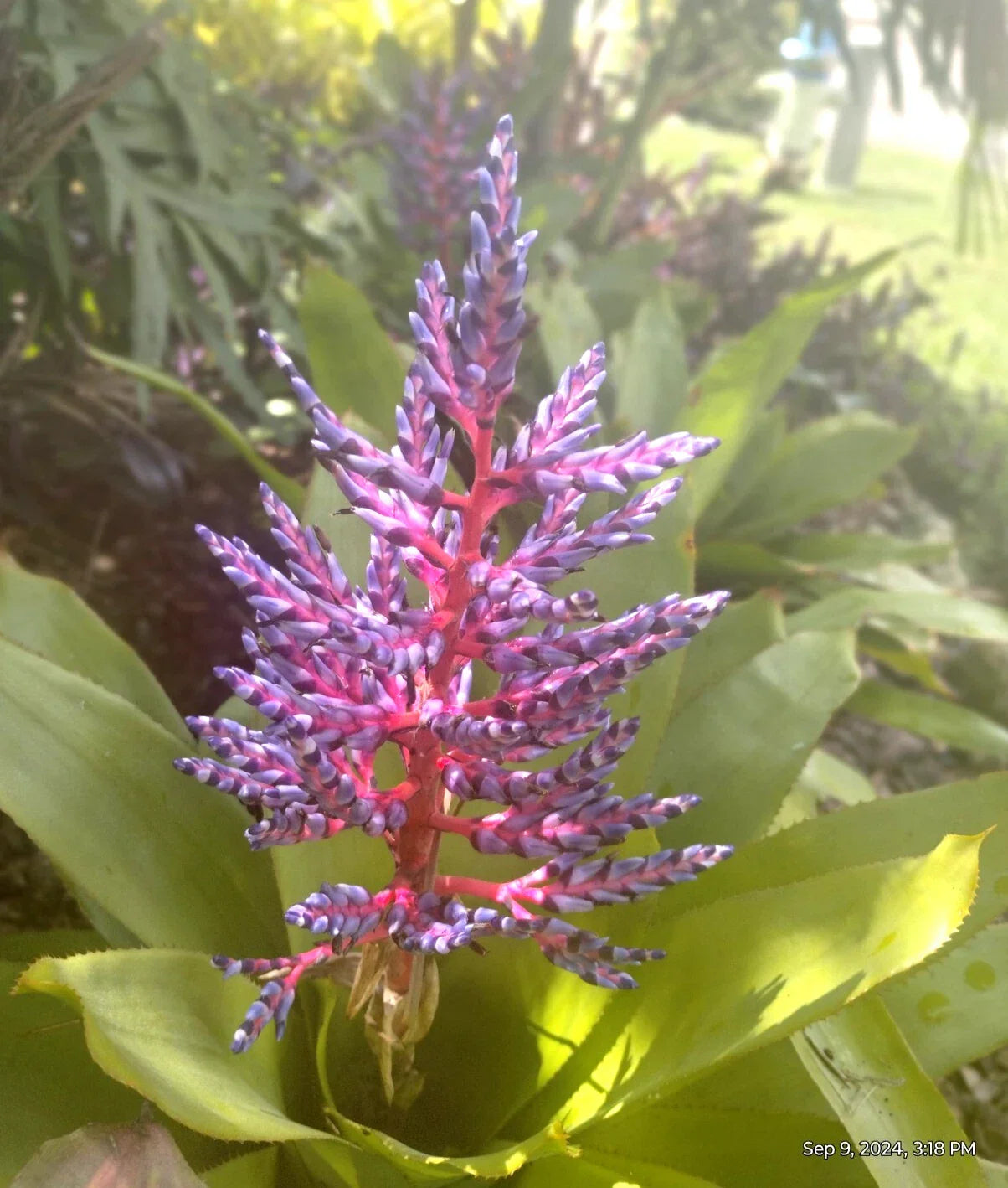 Aechmea Blue Tango Bromeliad Offshoot - Tropical Houseplant - Aechmea 'Blue Tango' - Vibrant Indoor Decoration