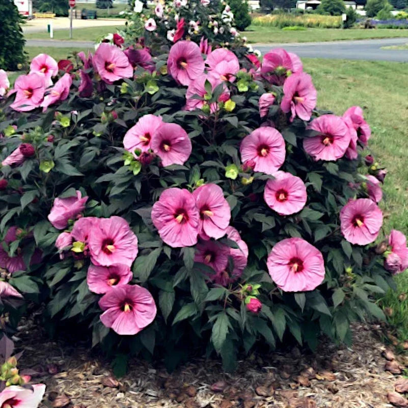 Pink Swamp Mallow Rose Seeds - 20 Pack - Hardy Hibiscus - Hibiscus moscheutos - Large Flowering Garden Plant