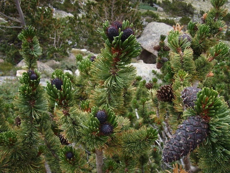 Bristlecone Pine Seeds, 15 Seeds, Drought-Resistant Hardy Conifer, Pinus aristata for Landscaping and Reforestation