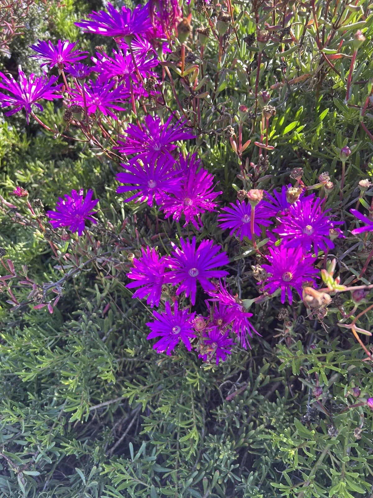 Creeping Ice Plant Cuttings 12 Pack Purple Pink Ground Cover Delosperma cooperi Succulent for Garden and Patio
