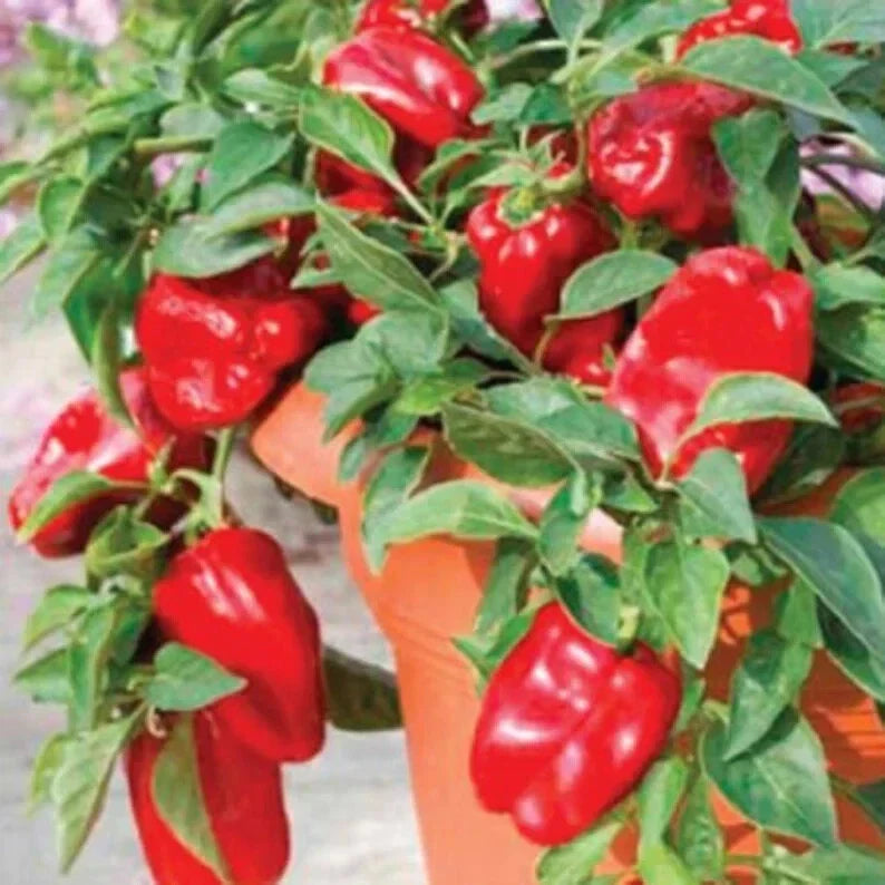Organic Redskin Sweet Bell Pepper Seeds - 20 Pack - Capsicum annuum - Non-GMO USA Grown for Container Gardening