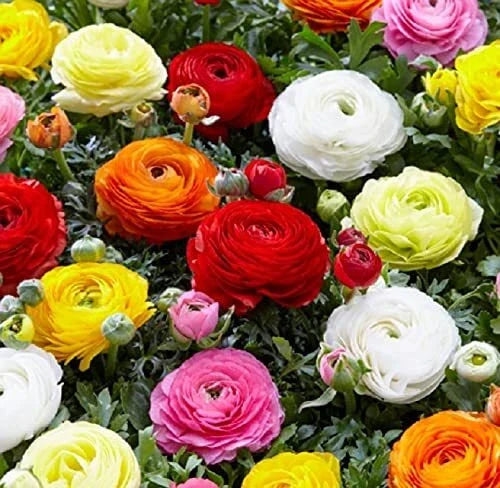 Mixed Peony Ranunculus Bulbs - 12 Large Healthy Bulbs - Colorful Garden Flowers - Ranunculus asiaticus