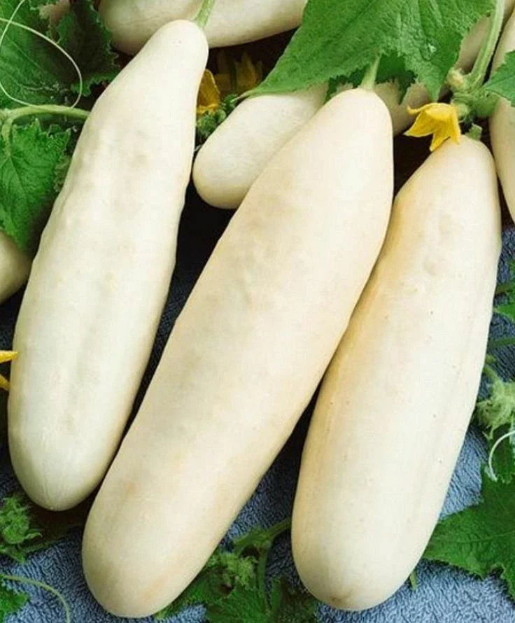 White Wonder Cucumber Seeds 50+ Heirloom NON-GMO Cucumis sativus for Vegetable Garden, Perfect for Salads and Snacks