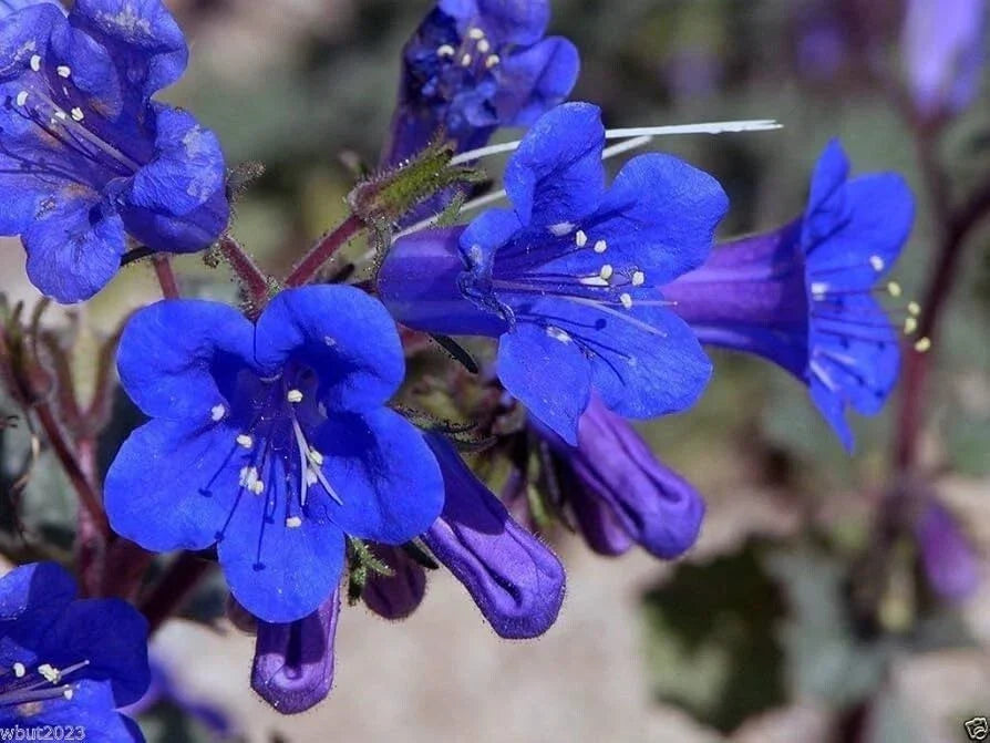 California Bluebell Seeds - 200 Organic Campanula Seeds - Non-GMO, USA Grown, Vibrant Blue Flowers for Garden