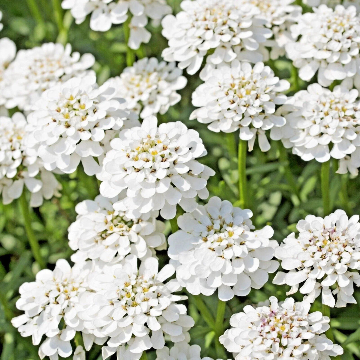Evergreen Candytuft Seeds 100 Count - Snow White Perennial Iberis Sempervirens for Garden Borders & Rock Gardens