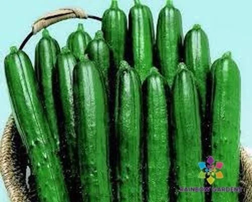 Cucumber Seeds - 25+ Summer Dance Variety - Cucumis sativus - Organic Non-GMO for Garden Planting - USA