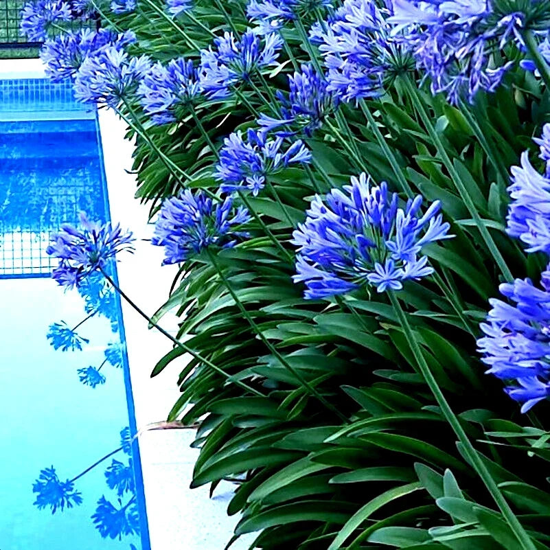 Dwarf Blue Lily of the Nile Flower Seeds - 25 Pack - Agapanthus "Peter Pan" - Ideal for Container Gardening