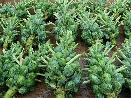Brussel Sprouts Seeds - 300+ Non-GMO Heirloom - Brassica oleracea var. gemmifera - Easy to Grow for Home Gardening