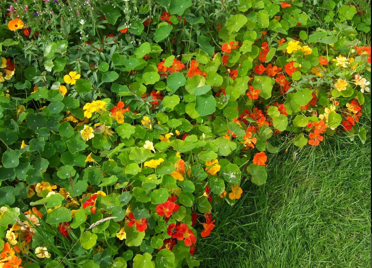 Nasturtium Seeds - 20 Seeds - Jewel Mix Edible Flowers - Tropaeolum majus - Compact, Pollinator-Friendly, Drought Tolerant