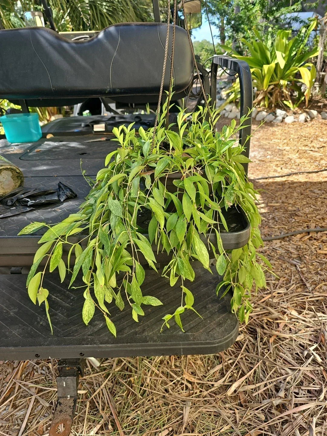 XL Aeschynanthus Lipstick Plant - 8" Variegated Live Indoor Houseplant - Aeschynanthus radicans - Perfect for Hanging Baskets