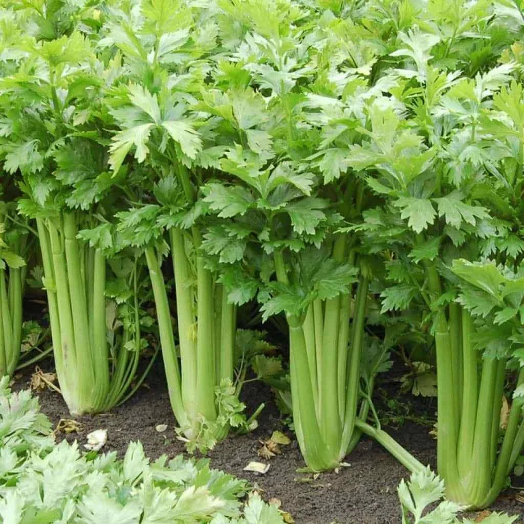 Tall Celery Seeds 2500+ | Non-GMO Heirloom | Apium graveolens var. dulce | Perfect for Home Gardens & Containers
