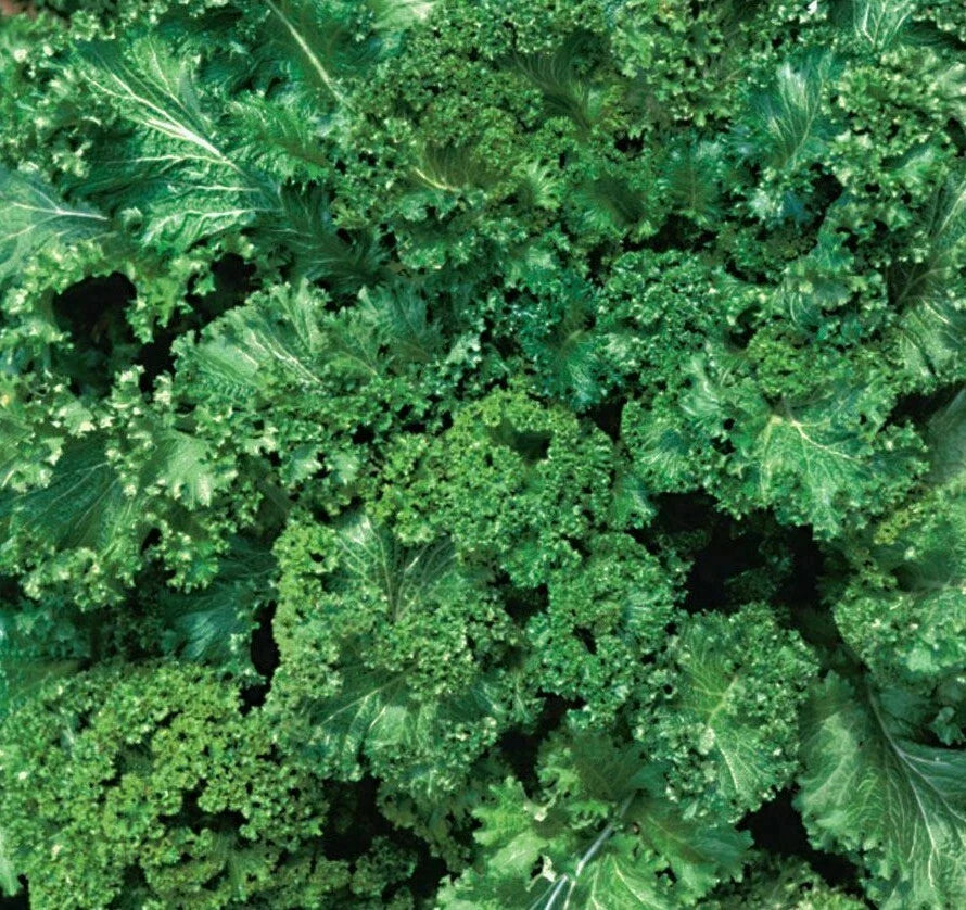 Mustard Seeds 500+ Southern Giant Curled Green Brassica juncea for Healthy Garden Plants and Culinary Use