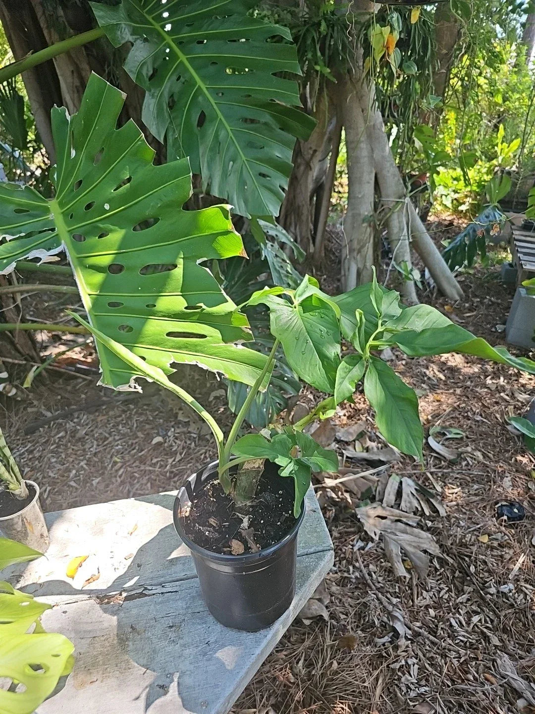 Syngonium Plant Large Stem Green Mature Leaf - Syngonium Podophyllum Indoor Houseplant for Home Decor and Air Purification
