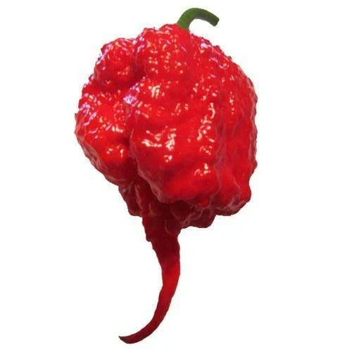 Carolina Reaper Pepper Seeds | Heirloom Non-GMO F1 Hybrid | Capsicum chinense | Spicy Hot Chili Seeds, 10 Count