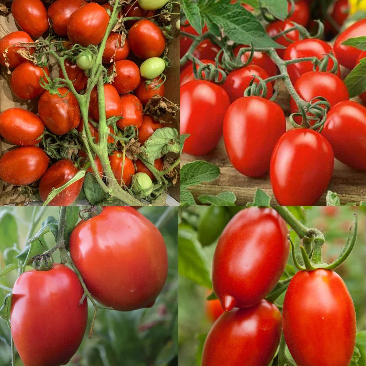 Canning Tomatoes Mix - 100 Seeds - Heirloom Sauce & Paste Varieties - Non-GMO - Solanum lycopersicum - Indeterminate