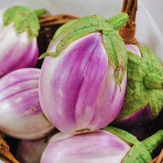 Rosa Bianca Eggplant Seeds - 50+ Heirloom Non-GMO Seeds - Solanum melongena - Organic Vegetable Garden Seeds