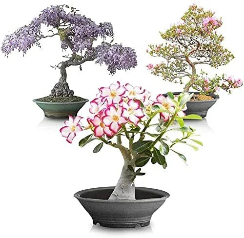 Flowering Bonsai Tree Seed Bundle - Mixed Flowering Varieties, Vibrant Colors - Various Species for Indoor/Outdoor Gardening
