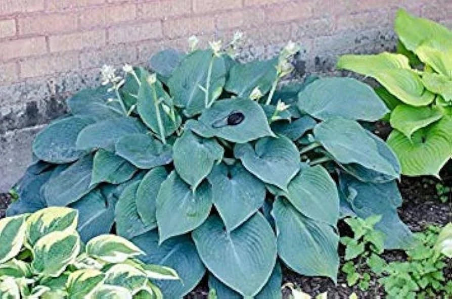 Hosta Plants 3 Bare Root Blue Angel Perennial for Shade - Hosta 'Blue Angel' - Lush Blue-Green Leaves, Lavender Flowers