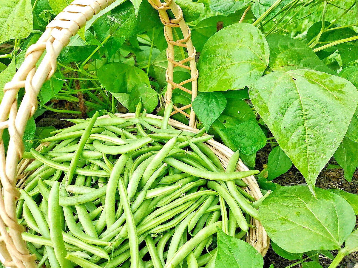 Green Bean Seeds Bulk - 100 Non-GMO Jade Bush Bean Seeds - Phaseolus vulgaris - USA Seller - Easy to Grow