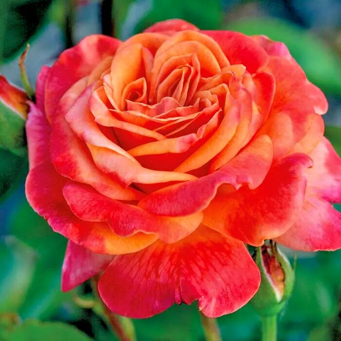 Rose Bush Bare Root 1-2 Ft Orange Yellow 'Arizona' AARS Winner Rosa spp. - Vigorous, Fragrant Blooms for Full Sun