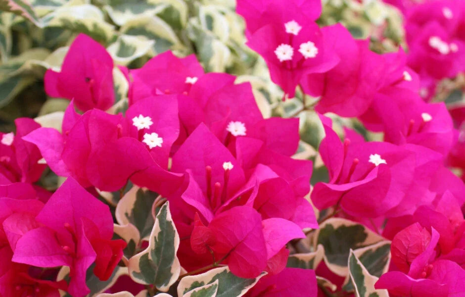 Bougainvillea Starter Plant 4-Inch Variegated Raspberry Ice Bougainvillea spp. Live Plug Plant for Garden or Indoor Use