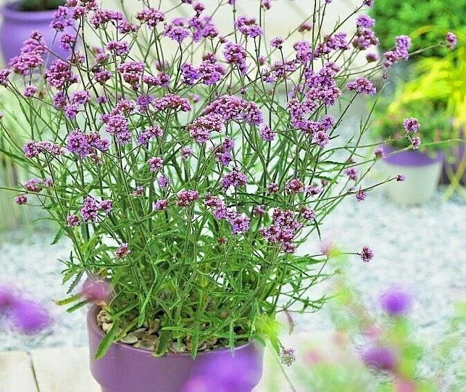 Purpletop Verbena Seeds - 500+ Drought-Resistant Wildflower for Container Gardening - Verbena bonariensis