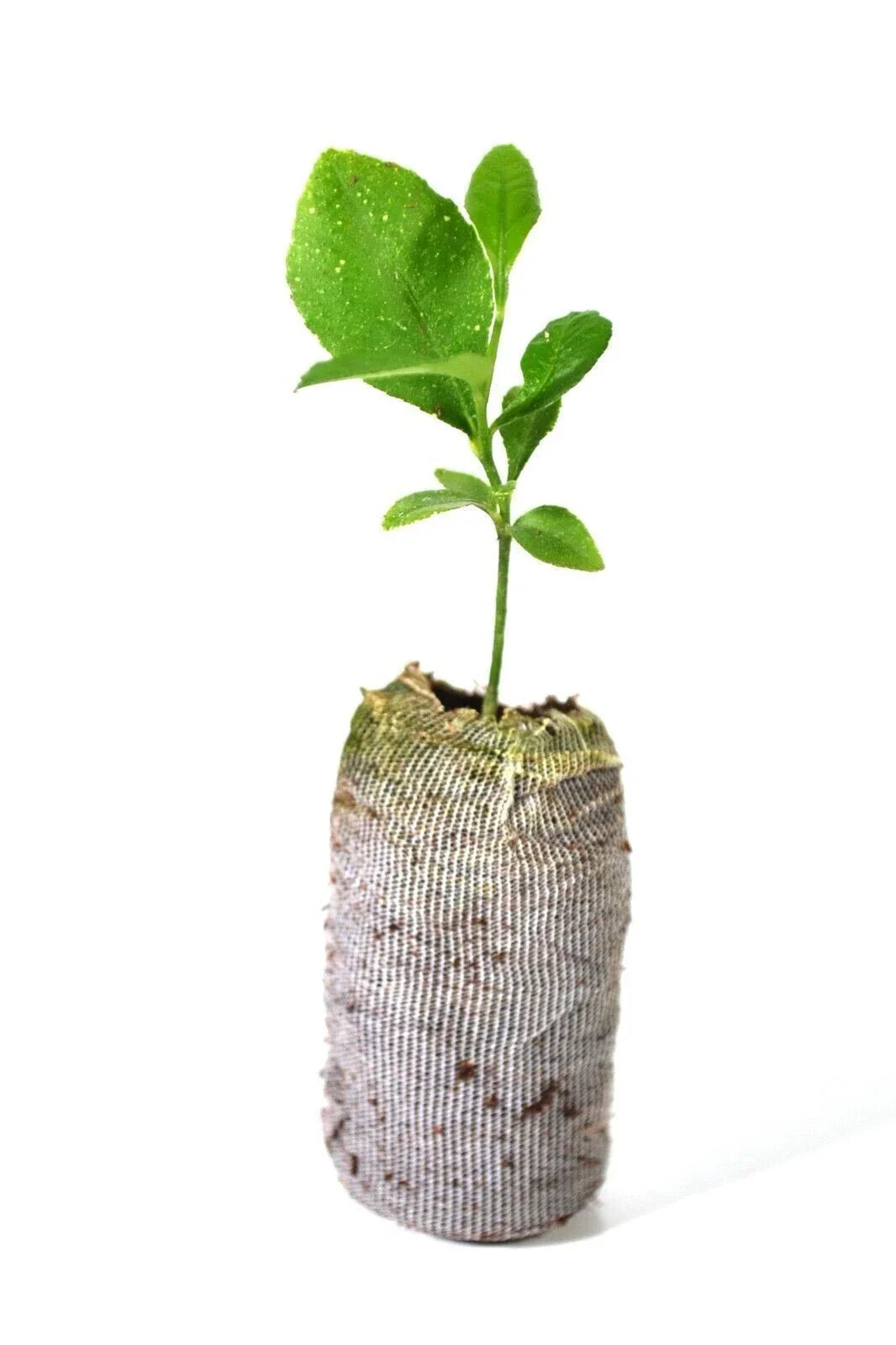 Meyer Lemon Tree Plant 5''-10'' Organic Citrus × meyeri Non-GMO Indoor/Outdoor Frost Tolerant