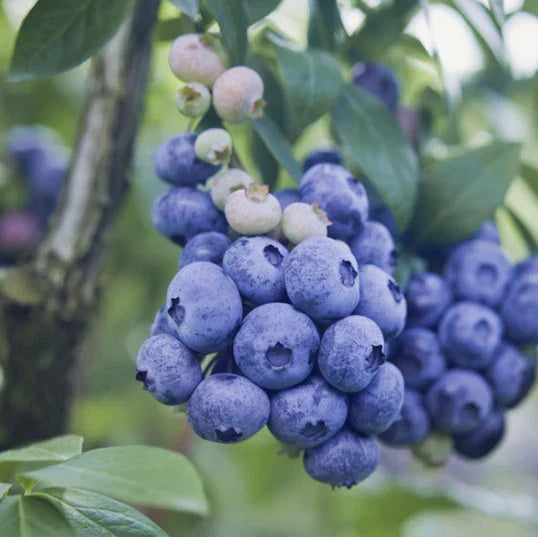 O'Neil Blueberry Bush Starter Plant - Southern Highbush - Vaccinium corymbosum 'O'Neil' - 4-inch Pot - Ideal for Containers